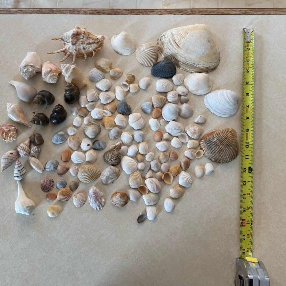 Seashell Collection - Picture 7 of 7